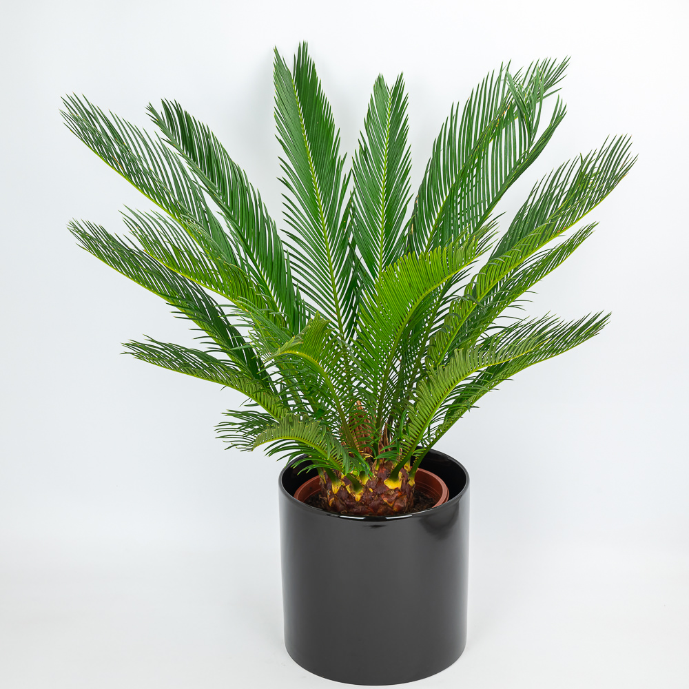 cycas-beatri-s-g-li-namai